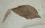Two Fossil Leafs - Green River Formation #2134-1